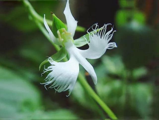 非洲白鹭花(非洲白鹭花像女性)
