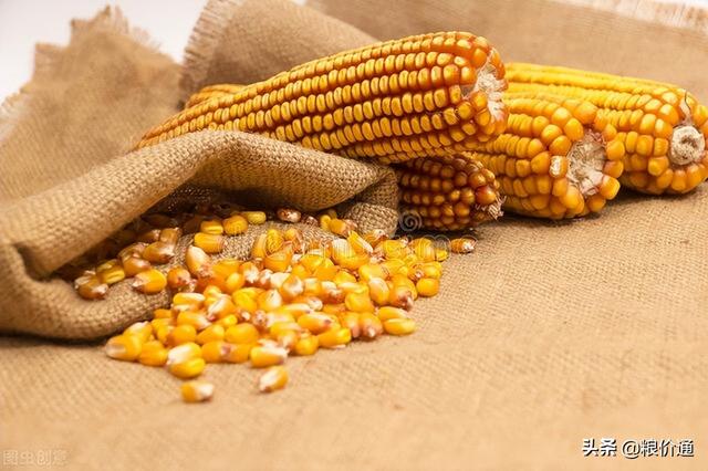 5-9月气象预测：气候偏差，降水偏多！权威发布：玉米两减一增