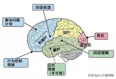 AU小绿罐提醒：注意力系统在大脑内部的工作原理是什么？