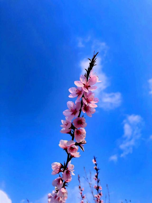 #把春天装进旅途 芳菲向暖，星辰与我共赏桃花