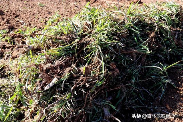 气滞血瘀，一个中成药，活血化瘀、祛瘀生新、行气止痛，多重效果