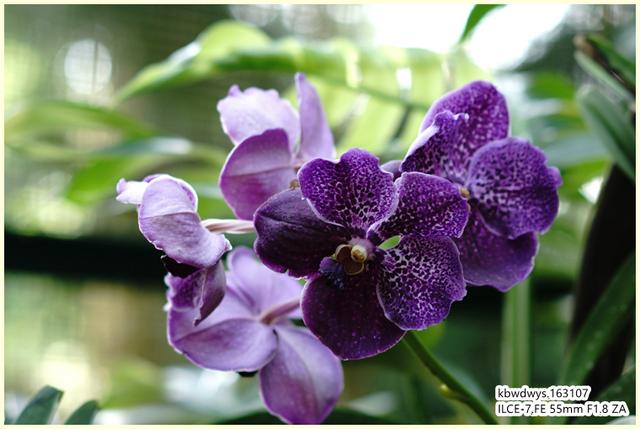 生活雜記：坡島散記08——流連忘返植物園