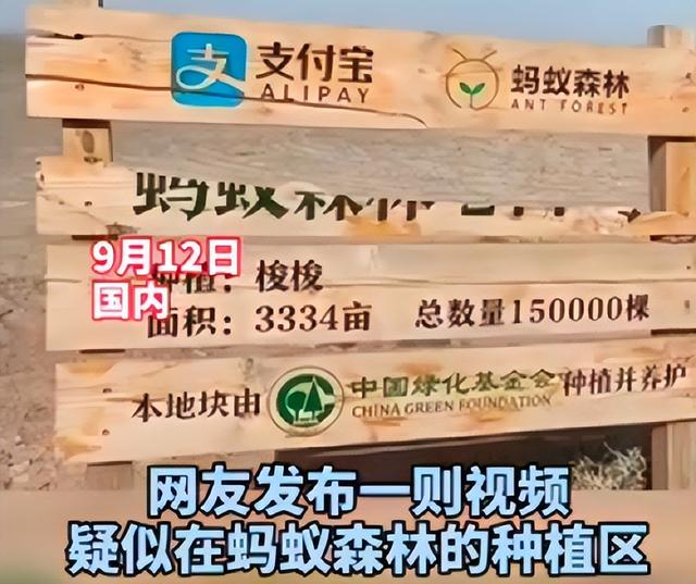 蚂蚁森林五年了，马云许诺每年种一亿棵树，这些树怎样了？
