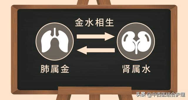 「护肾科普」护肾延衰，重在医和养，功在补虚和堵漏