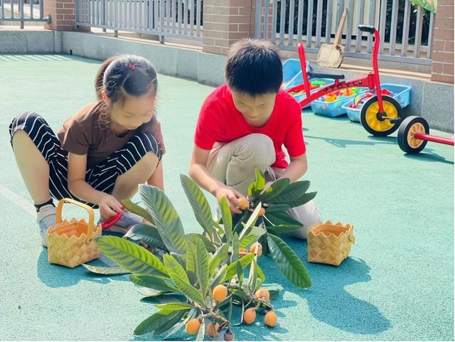 赚积分，换枇杷！行远小学开展“夏耘尝果季”劳动教育课程