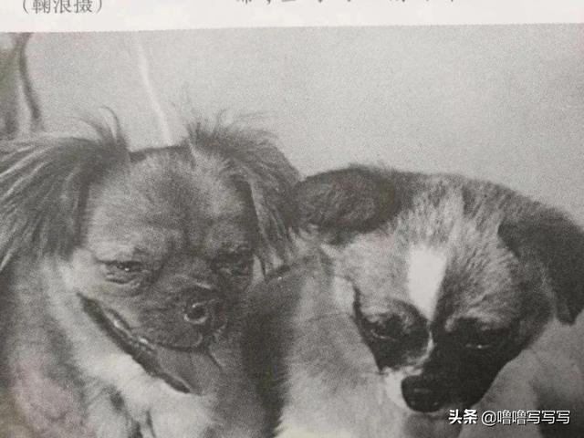 为人类太空事业做出贡献的动物们
