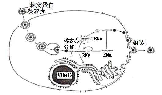 联盟号飞船为何要将冠状病毒蛋白质，运往国际空间站？