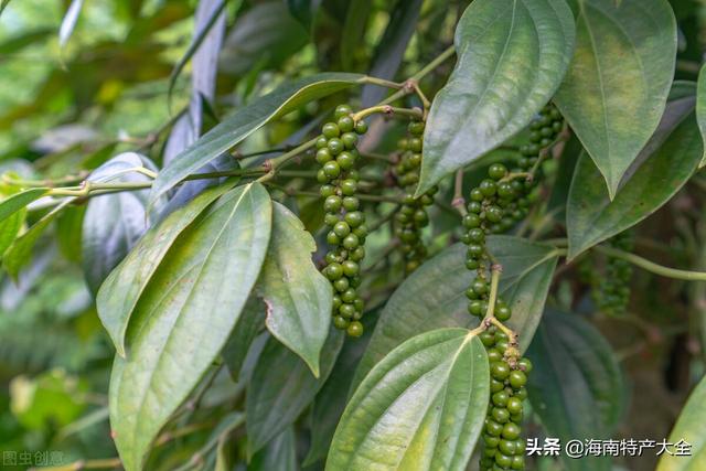 海南胡椒价格最新行情（2022年5月19日）
