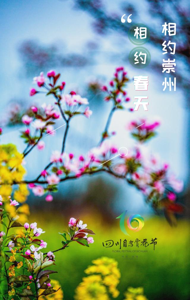 崇州田园花海“诗”会，等你来