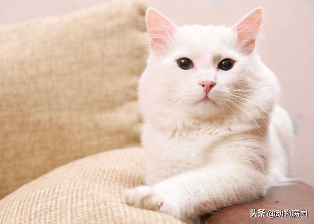 安哥拉猫 安哥拉猫（土耳其安哥拉猫） 动物