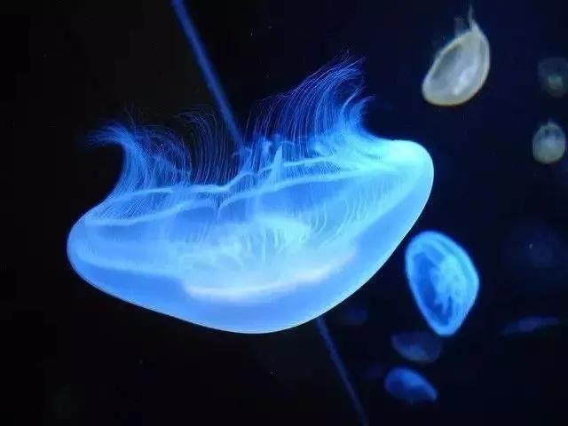 水母图片
