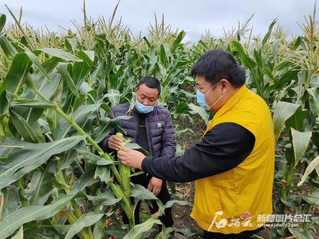 新农发展公司开展线上农化服务 帮助农民科学种田增收节支1