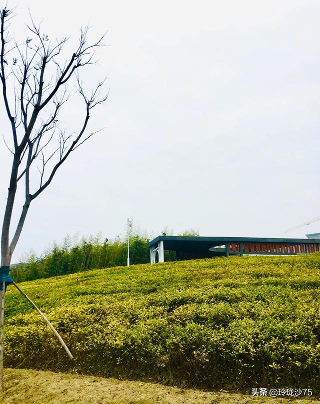 長沙唯一擁有戶外足球場的公園，更有大片水杉美景等你來
