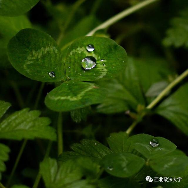 什么？在西法大，spring还有这个意思!