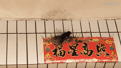 小燕子穿花衣，年年春天...哪去了？