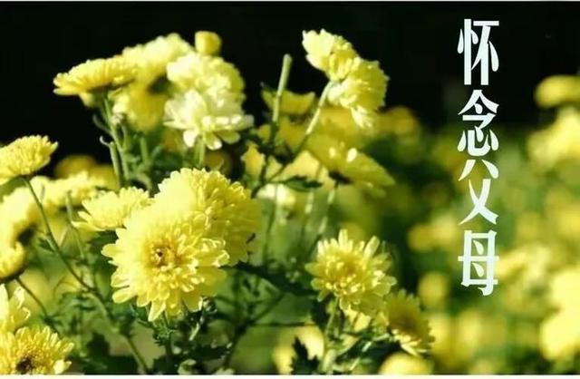 https://blog.sina.com.cn/s/blog_95b83d1401030ld8.html