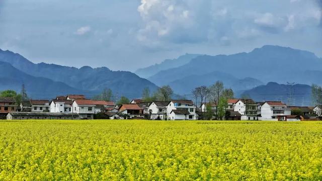 汉中油菜花