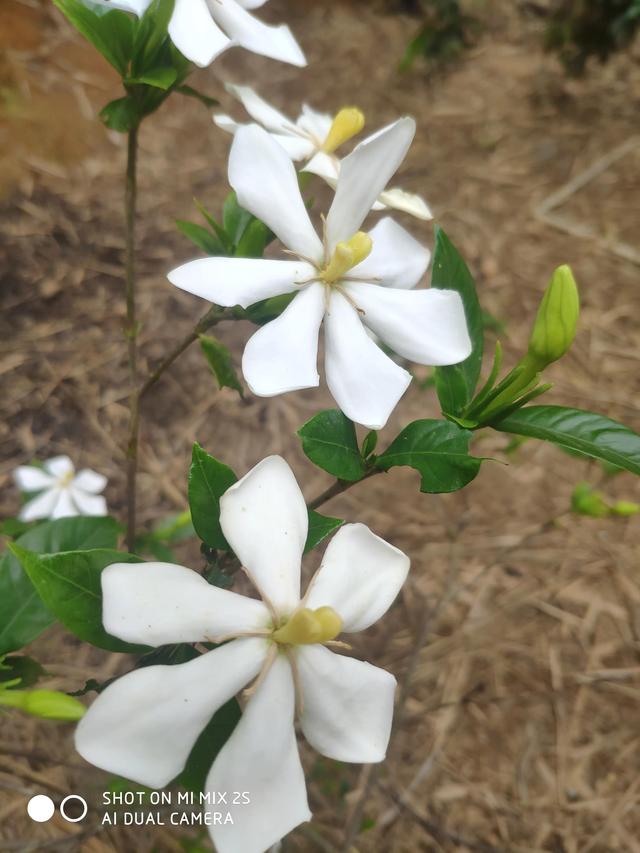 一颗黄果树