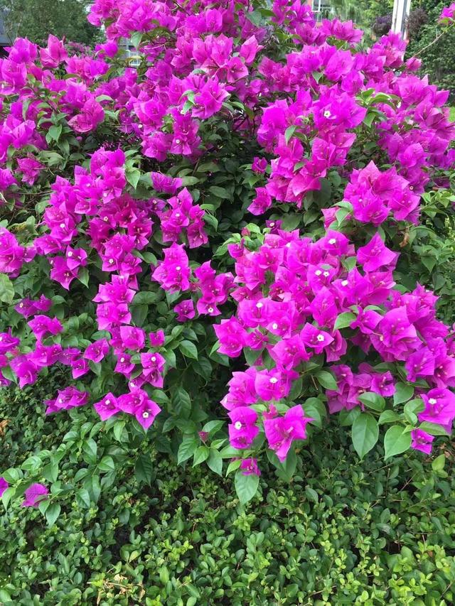 时间真快 又到了花开的季节 走一波 Zh中文网