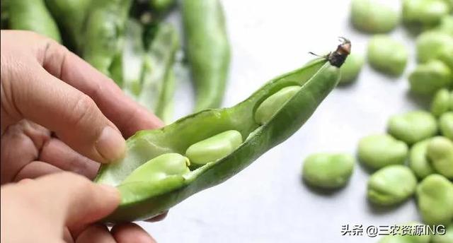 怎么科学的种植与防治蚕豆病虫害的方法详解3