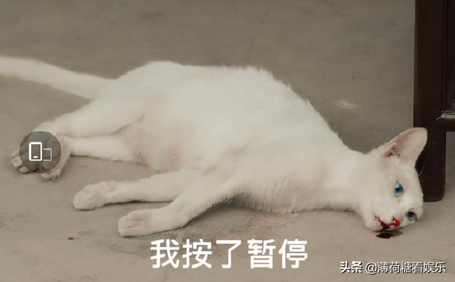 当家主母》剧组为省特效毒死真猫！遭抵制后发声明，却无人相信- 太阳信息网