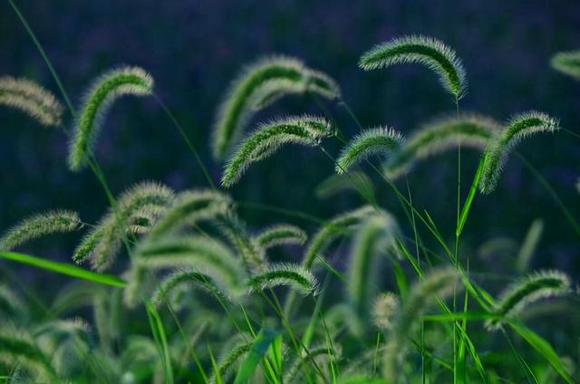 “狗尾巴草”其实是个宝，用它来煮水喝，或能帮助解决这4个问题