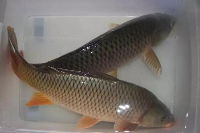 鱼脱鱼鳞用什么药好