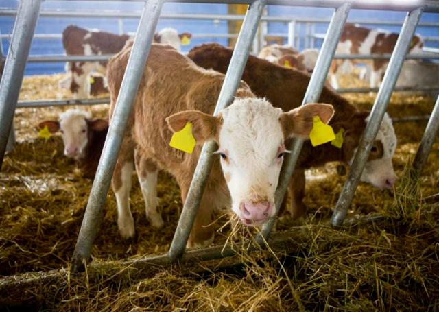 “养牛状元”56岁踏足房地产，跃升燕郊首富，隐退后孙子被撞身亡