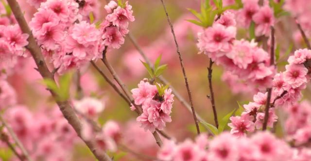 惊艳，十面桃花让你醉