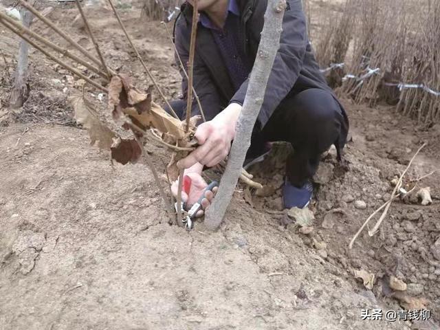 榛子树 榛子树（榛子树的修剪） 生活
