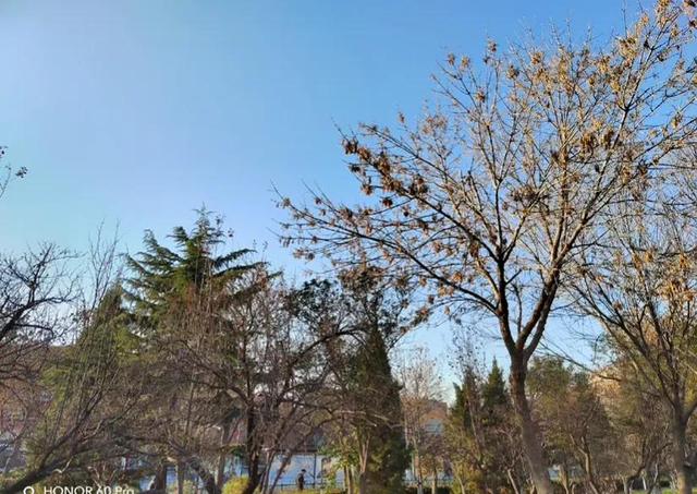 荣耀60pro这次确实是惊艳到我了