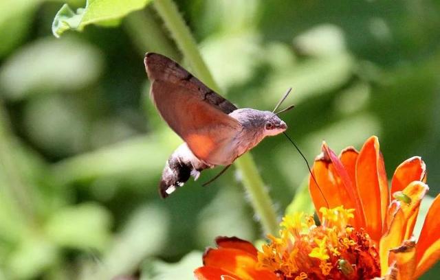 回顾春天百花争艳、招蜂引蝶图片大赏
