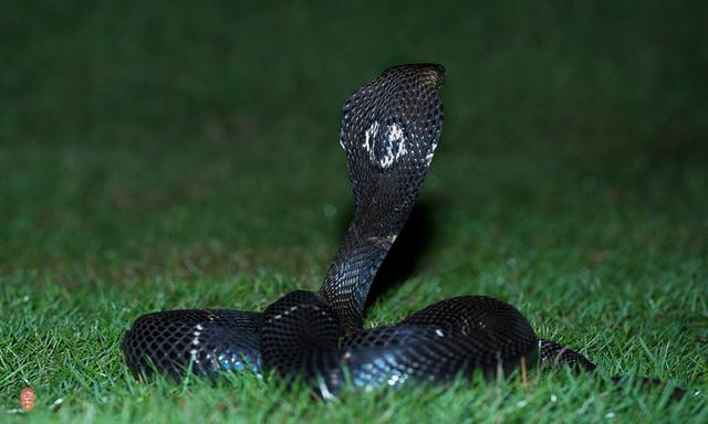 农村常见的八大伤人毒蛇分别是谁它们毒液的毒性又如何呢 新闻时间