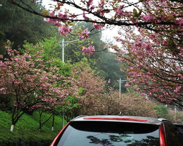 重庆市花