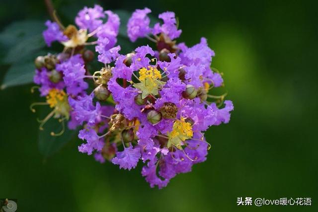 紫嫣花的花语图片