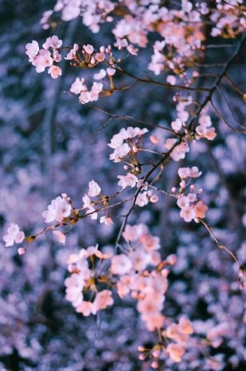 散文：在花开花落间，感悟人生的悲欢离合