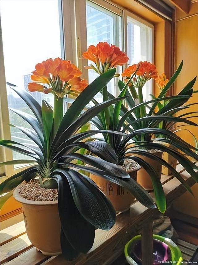 客厅想养大型花建议从这11种里选(客厅养什么大型花好)-锐牛沃德讯息