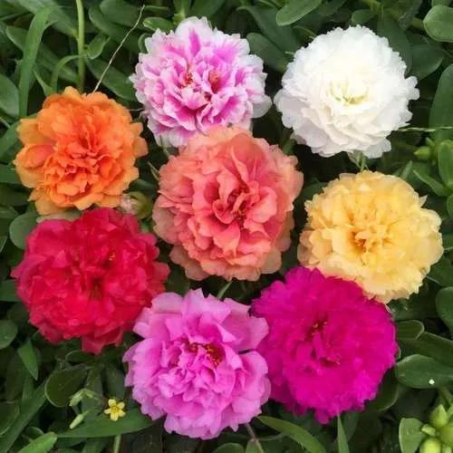 分享图片开花比牡丹还美的松叶牡丹 新闻时间