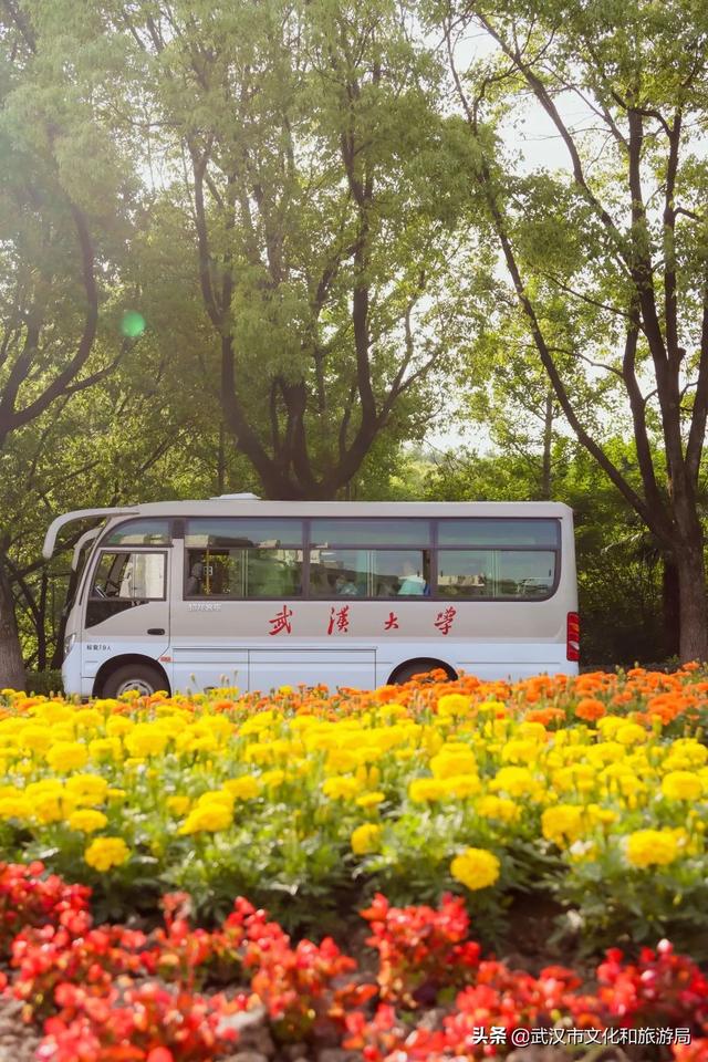 你好，珞珈山的夏天……