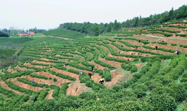 光山白茶喜获丰收 不负春光采摘忙