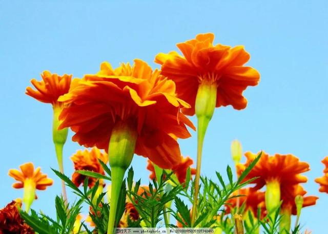 一花一世界，芬芳的花朵，抚慰了人的心灵