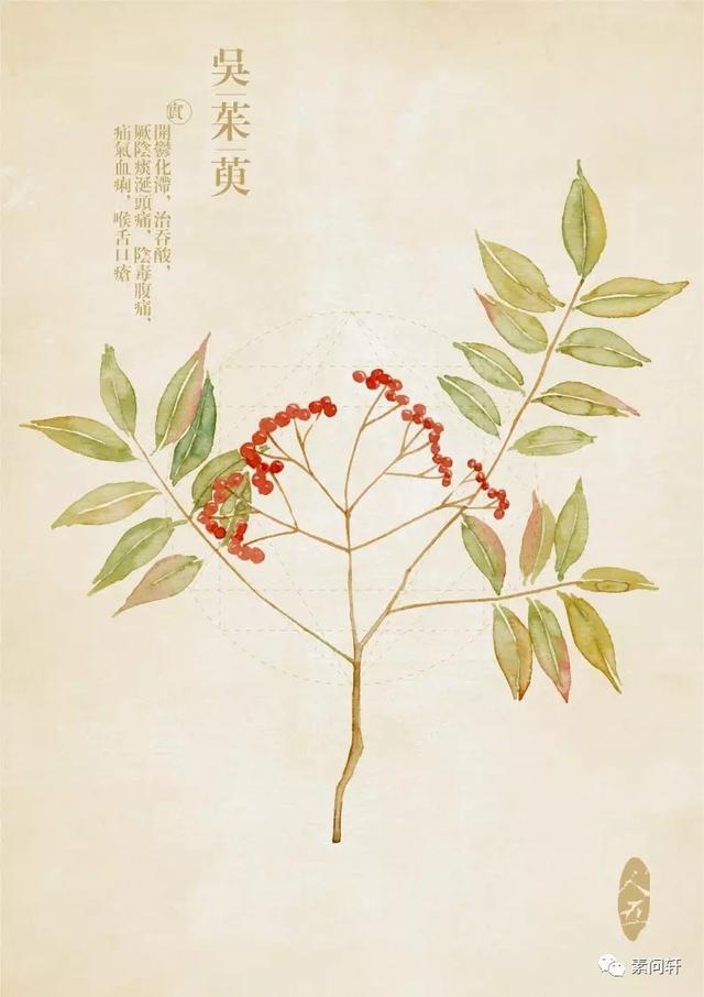 肝火旺，头晕？两味中药送给你，一味清肝、一味泻火