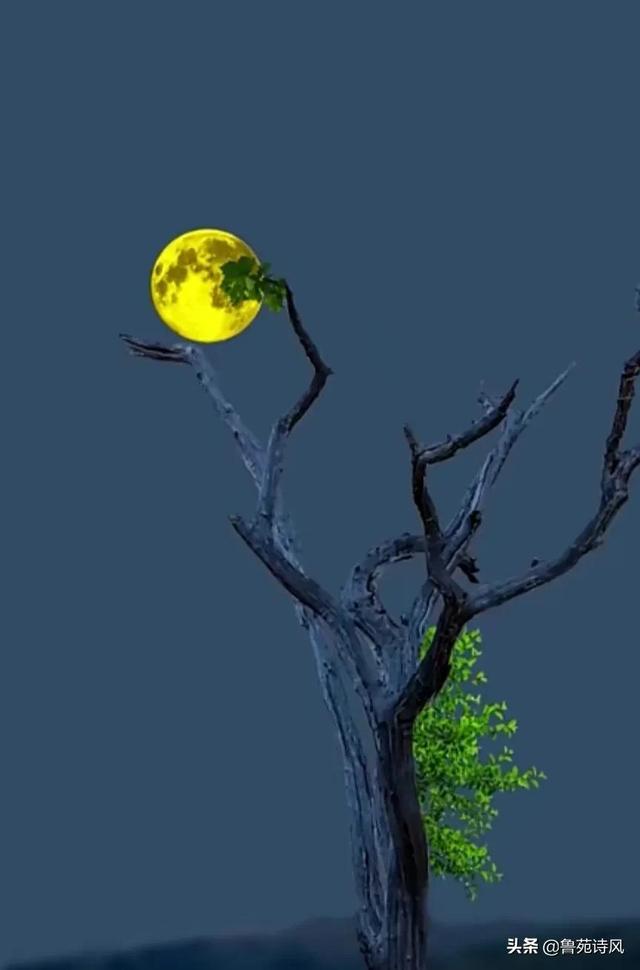 月下漫步的花圃