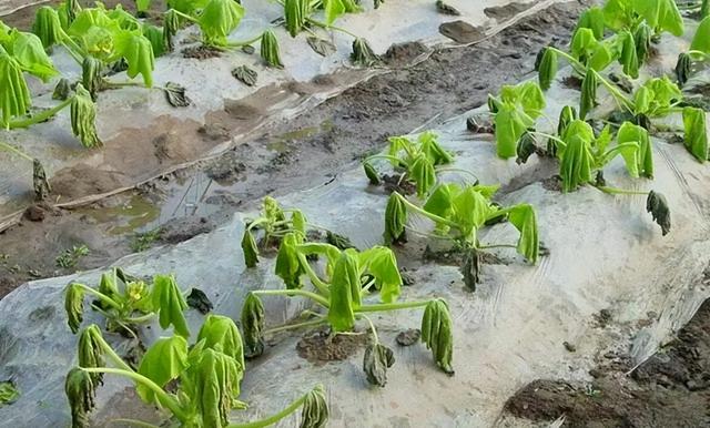 “生根剂”是蔬菜种植最不能缺的一种激素，稍有不慎，变成烂根剂4