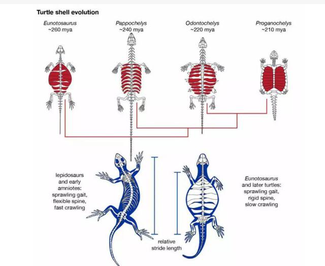 乌龟为何成了科学家们的“噩梦”？堪称进化论的“终极BUG”