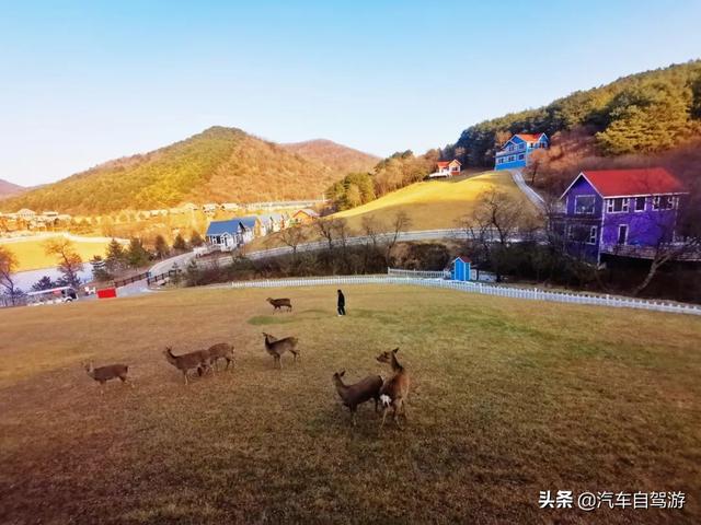 大唐鹿野苑，來自冬日裏的一份思念（附自駕遊行車線路圖）