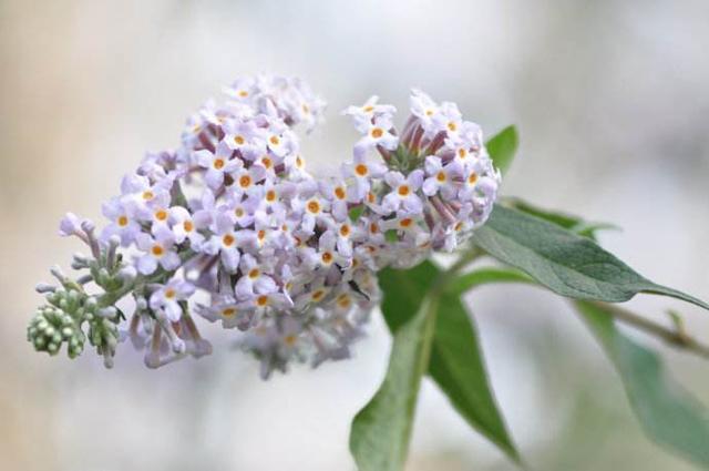 密蒙花 密蒙花（密蒙花粉怎么吃） 生活