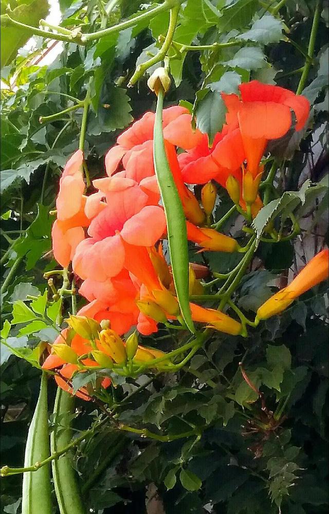 凌霄花开红艳艳