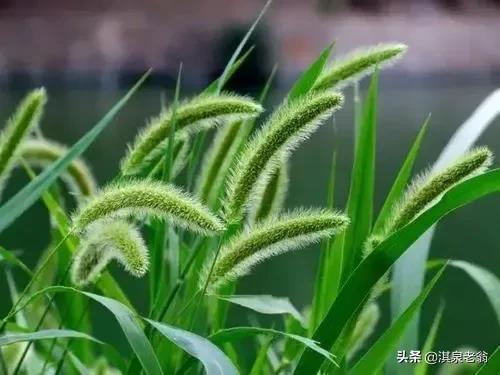 除草剂作用对象及用量（珍藏版）