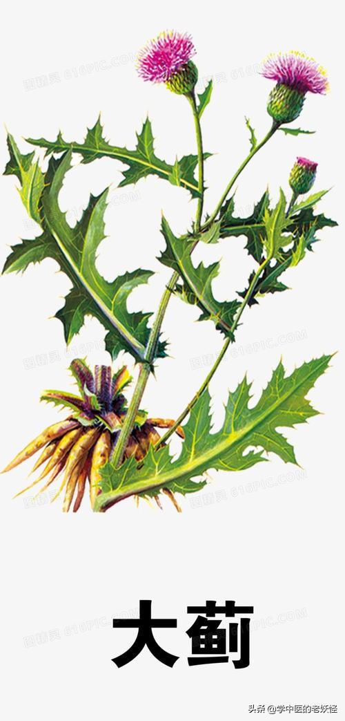 大蓟和小蓟药效一样吗中药大蓟小蓟的功效与作用